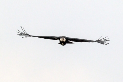 Andean Condor [Vultur gryphus] 