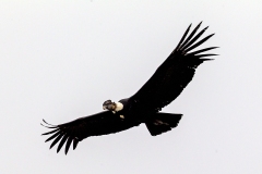 Andean Condor [Vultur gryphus] 