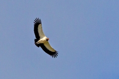 King Vulture [Sarcoramphus papa] 