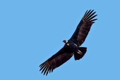 Andean Condor [Vultur gryphus] 