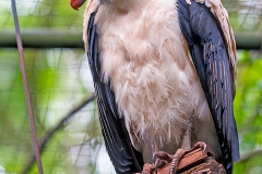 King Vulture [Sarcoramphus papa] 
