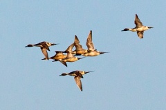 Northern Pintail [Anas acuta] 