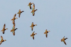 Eurasian Teal [Anas crecca]