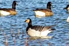Barnacle Goose [Branta leucopsis] 