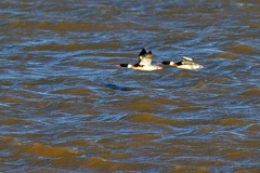 Red-breasted Merganser [Mergus serrator] 