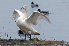 Whooper Swan [Cygnus cygnus] 