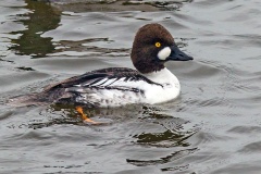 Common Goldeneye [Bucephala clangula clangula] 