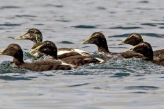 Common Eider [Somateria mollissima faeroeensis] 