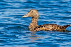 Common Eider [Somateria mollissima faeroeensis] 