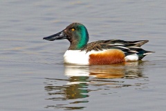 Northern Shoveler [Spatula clypeata] 