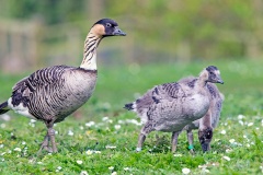 Nene [Branta sandvicensis] 