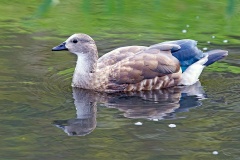Blue-winged Goose [Cyanochen cyanoptera] 