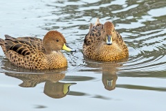 Yellow-billed Pintail [Anas georgica georgica] 