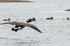 Canada Goose [Branta canadensis] 