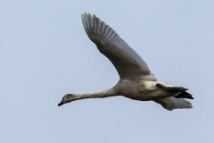 Mute Swan [Cygnus olor] 