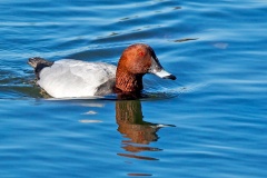 Common Pochard [Aythya ferina] 