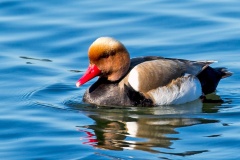 Red-crested Pochard [Netta rufina] 