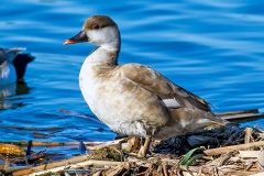Red-crested Pochard [Netta rufina] 