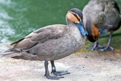 Philippine Duck [Anas luzonica] 