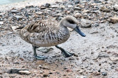 Marbled Duck [Marmaronetta angustirostris] 