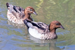 Maned Duck [Chenonetta jubata] 
