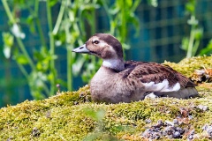 Long-tailed Duck [Clangula hyemalis] 