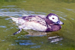 Long-tailed Duck [Clangula hyemalis]