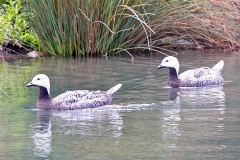 Emperor Goose [Anser canagicus]