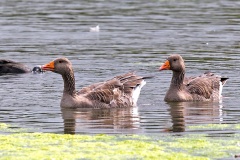 Greylag Goose [Anser anser anser] 