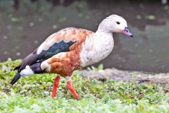 Orinoco Goose [Neochen jubata] 