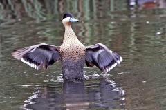 Puna Teal [Spatula puna] 