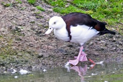 Radjah Shelduck [Radjah radjah] 
