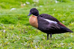 Australian Shelduck [Tadorna tadornoides] 