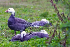 Snow Goose [Anser caerulescens] 