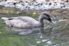 Freckled Duck [Stictonetta naevosa] 