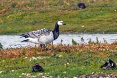 Barnacle Goose [Branta leucopsis]