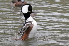 Hooded Merganser [Lophodytes cucullatus]
