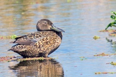 Cape Shoveler [Spatula smithii] 