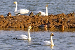 Tundra Swan [Cygnus columbianus bewickii] 