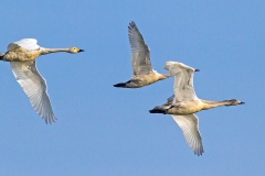 Tundra Swan [Cygnus columbianus bewickii] 