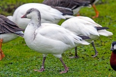 Ross's Goose [Anser rossii] 