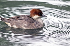 Smew [Mergellus albellus] 