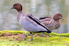 Maned Duck [Chenonetta jubata] 