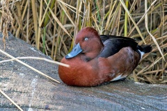 Ferruginous Duck [Aythya nyroca] 