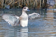 Marbled Duck [Marmaronetta angustirostris] 