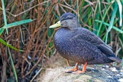 American Black Duck [Anas rubripes]