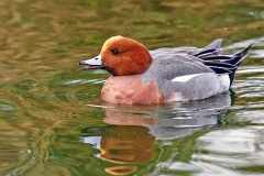 Eurasian Wigeon [Mareca penelope] 
