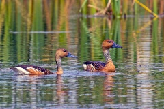 Fulvous Whistling Duck [Dendrocygna bicolor] 