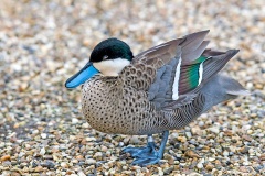 Puna Teal [Spatula puna] 