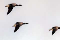 Brant Goose [Branta bernicla bernicla] 